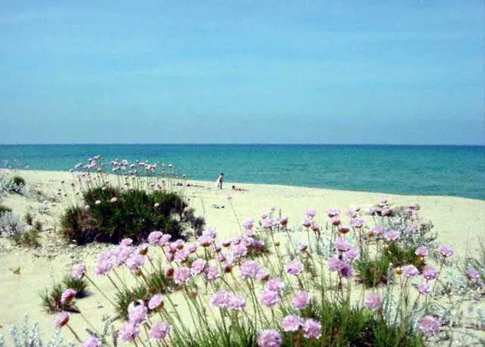 Bed Sandalia 巴德希